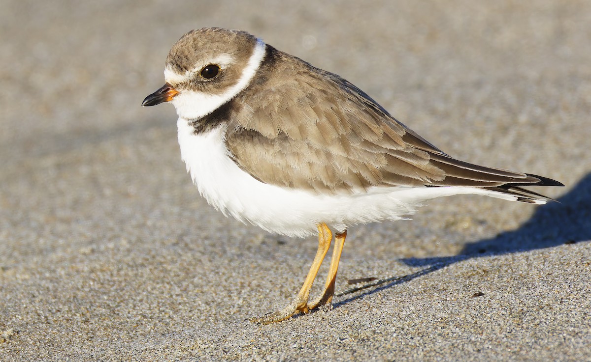 Pluvier semipalmé - ML649026045