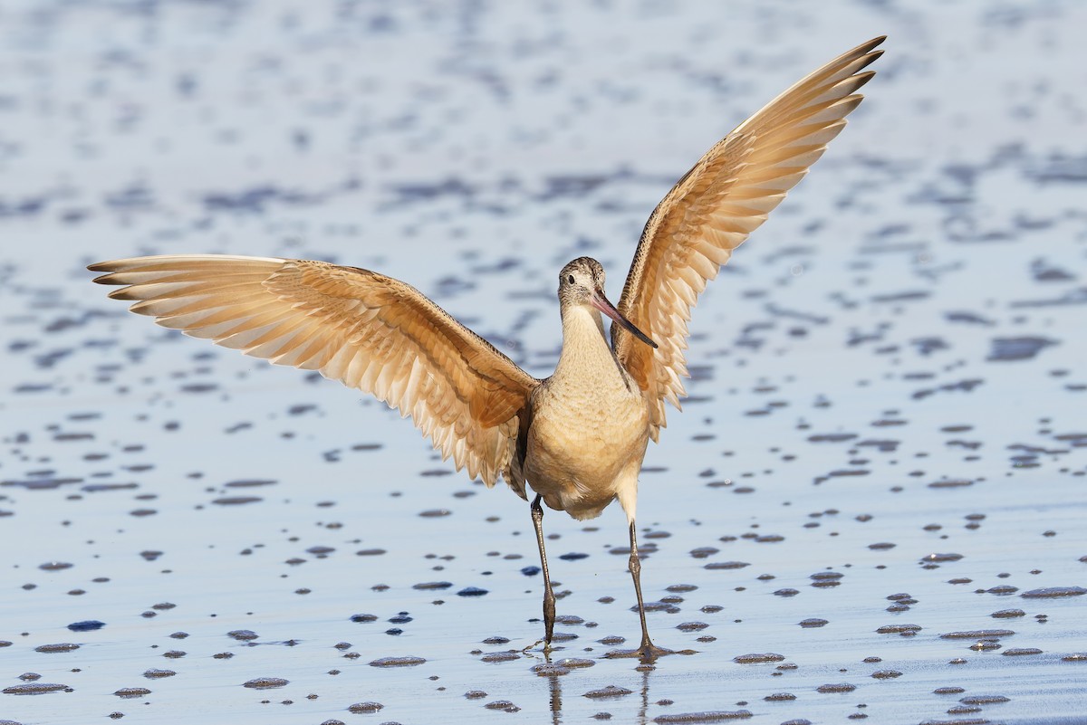 Barge marbrée - ML649026054