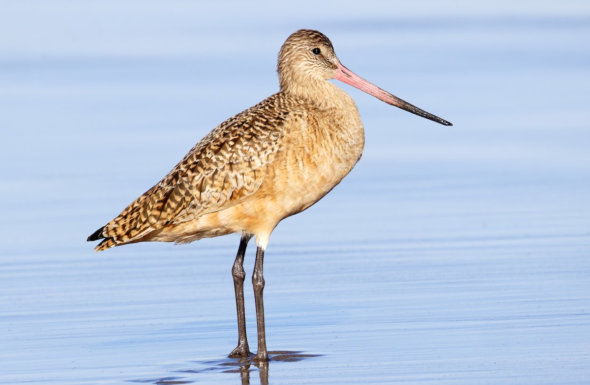 Barge marbrée - ML649026057