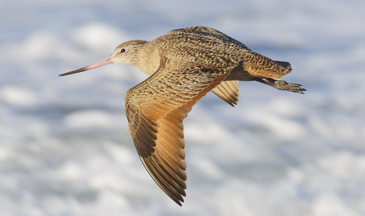 Marbled Godwit - Mark Chappell