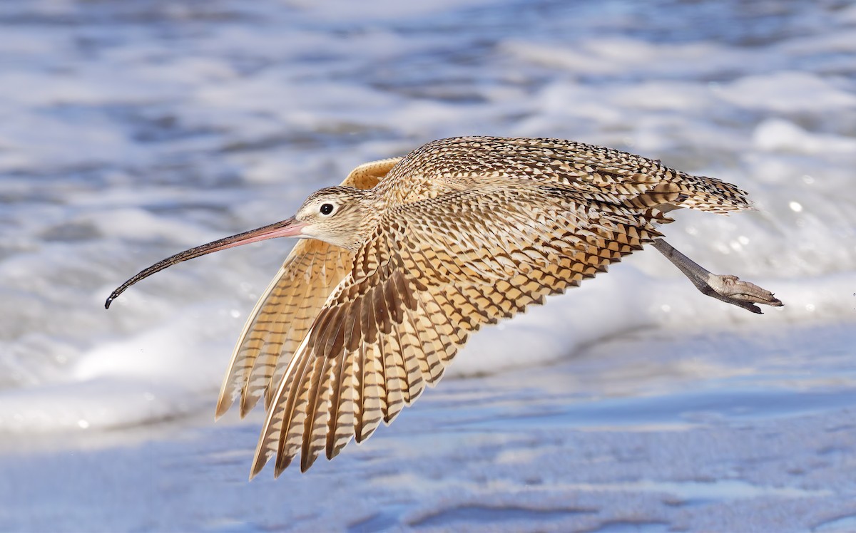 Long-billed Curlew - Mark Chappell