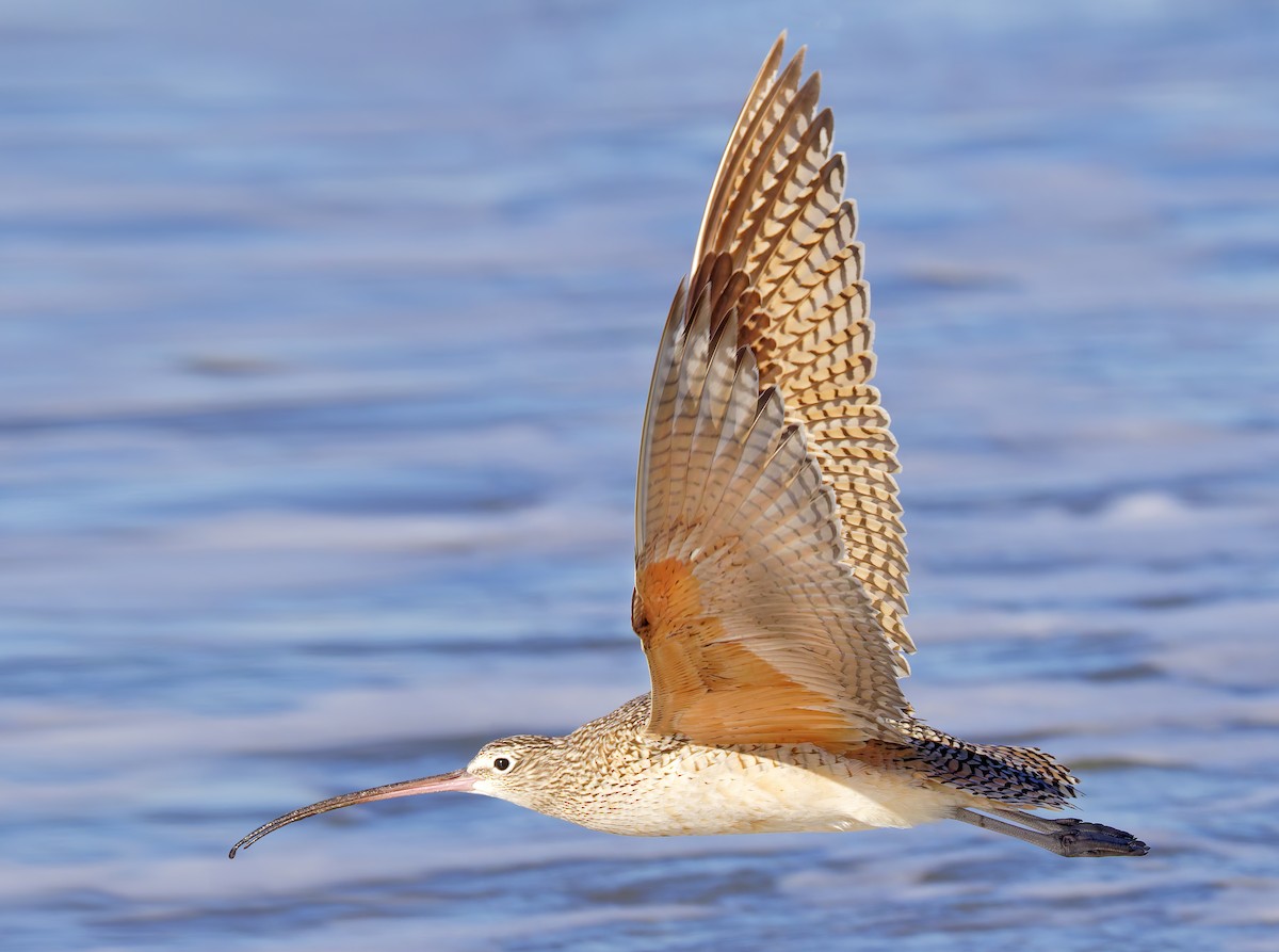 Courlis à long bec - ML649026112