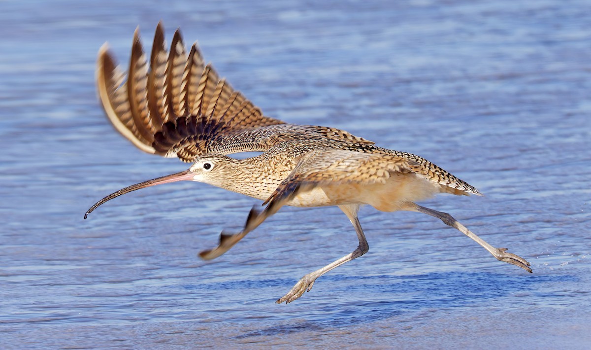 Courlis à long bec - ML649026123