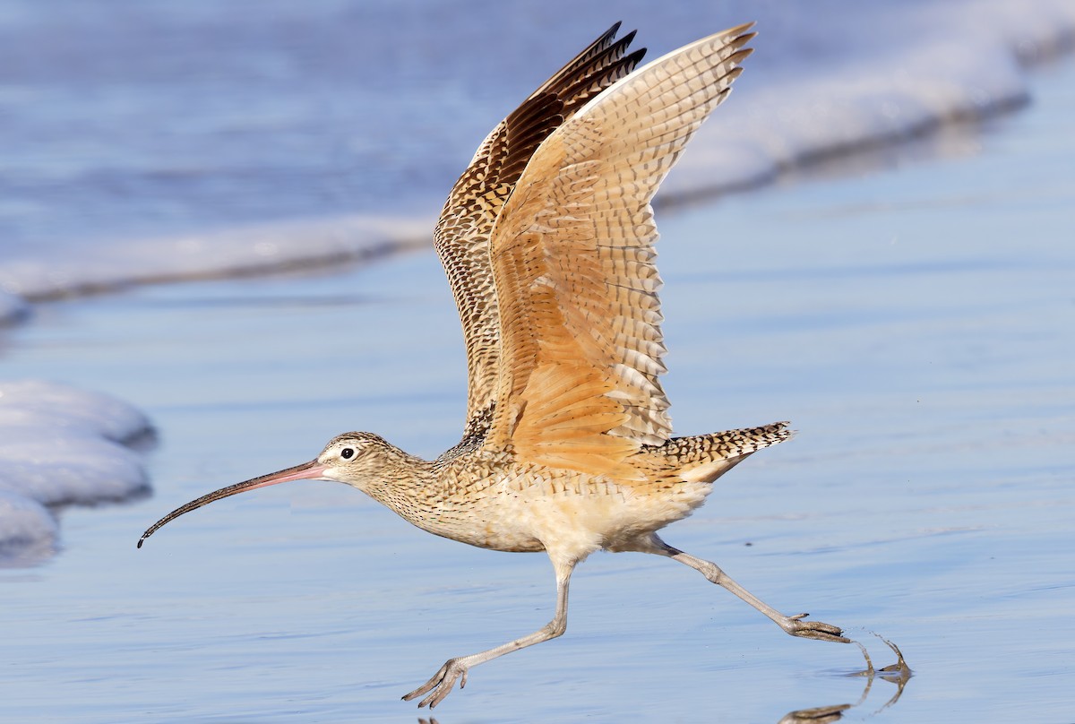 Courlis à long bec - ML649026131