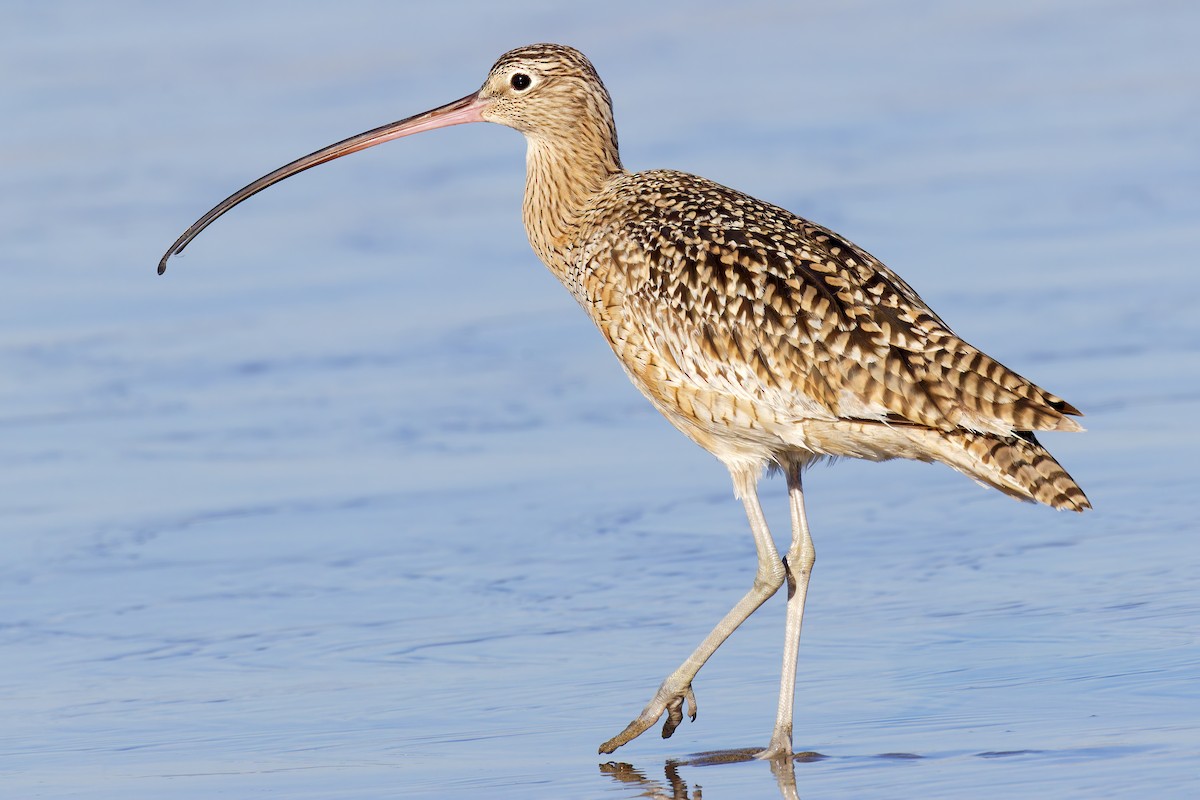 Courlis à long bec - ML649026133