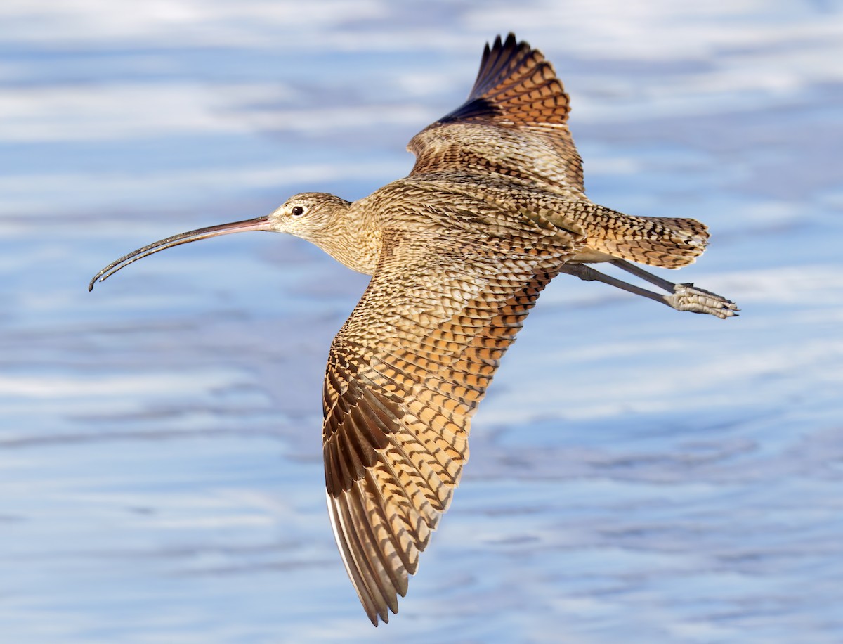 Courlis à long bec - ML649026144