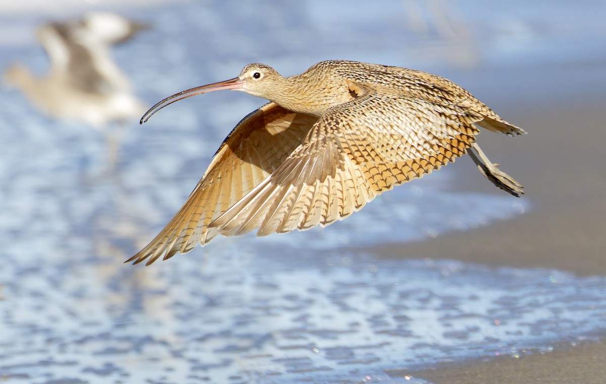 Courlis à long bec - ML649026154