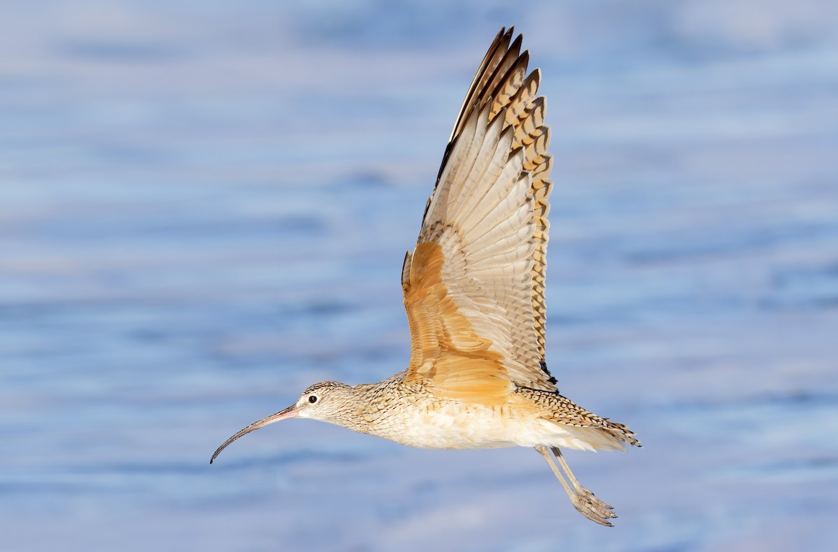 Long-billed Curlew - ML649026157