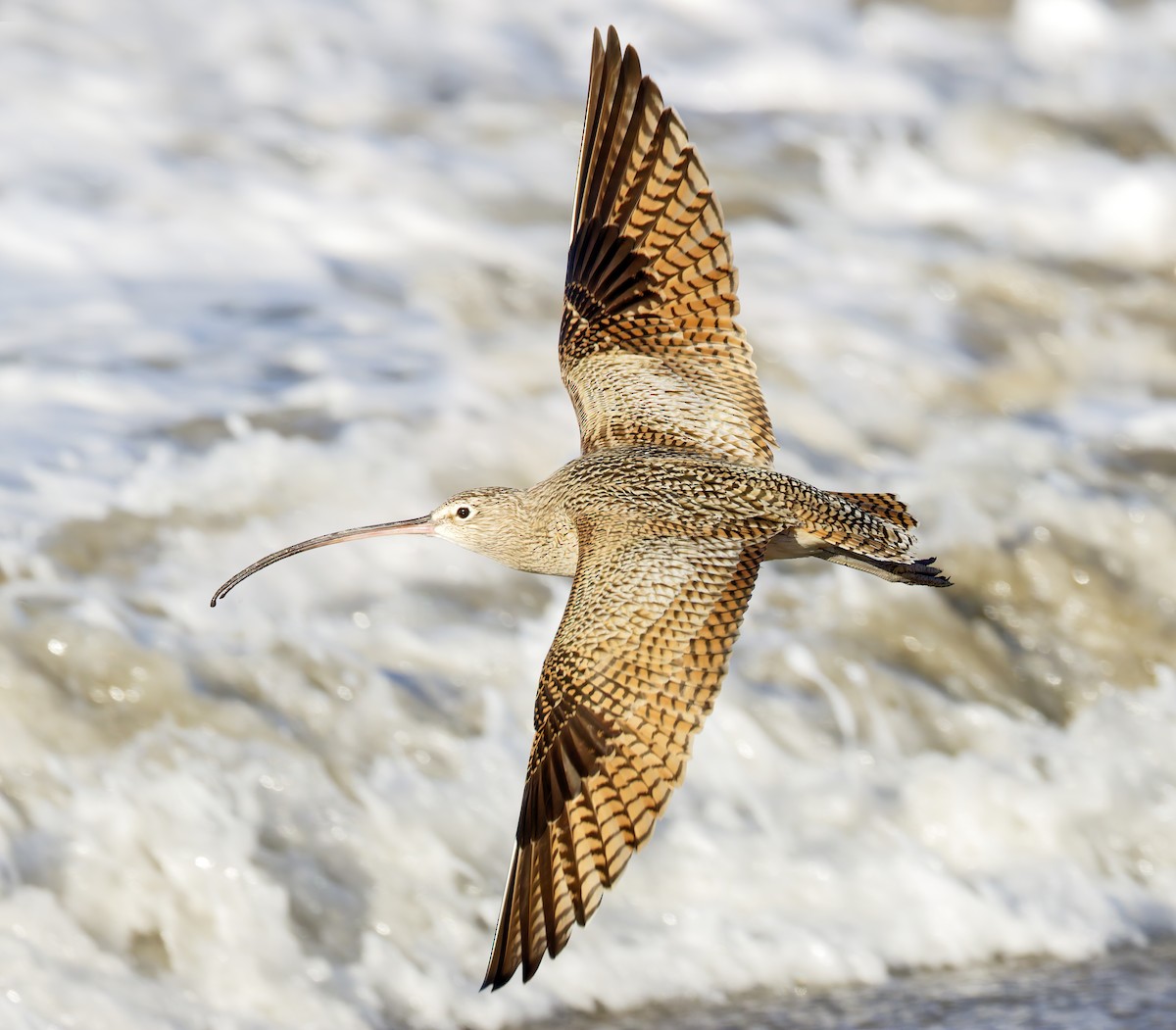 Long-billed Curlew - ML649026170