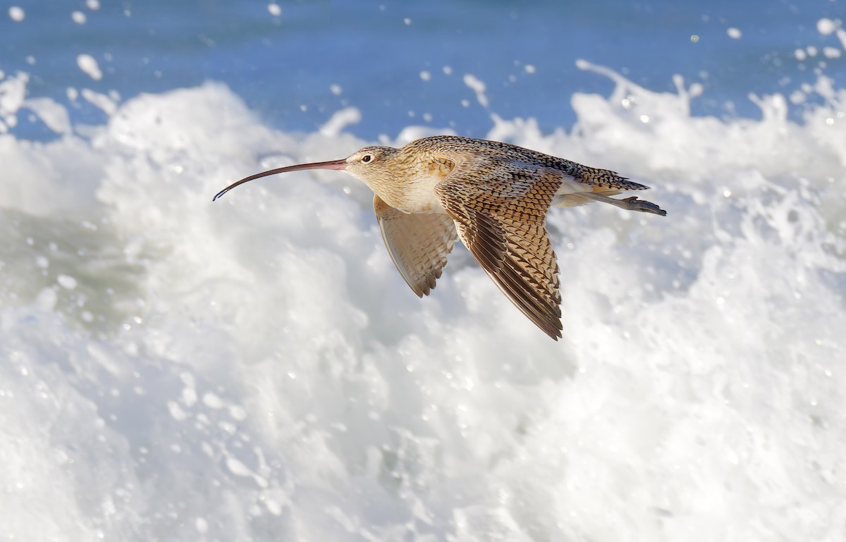 Long-billed Curlew - Mark Chappell