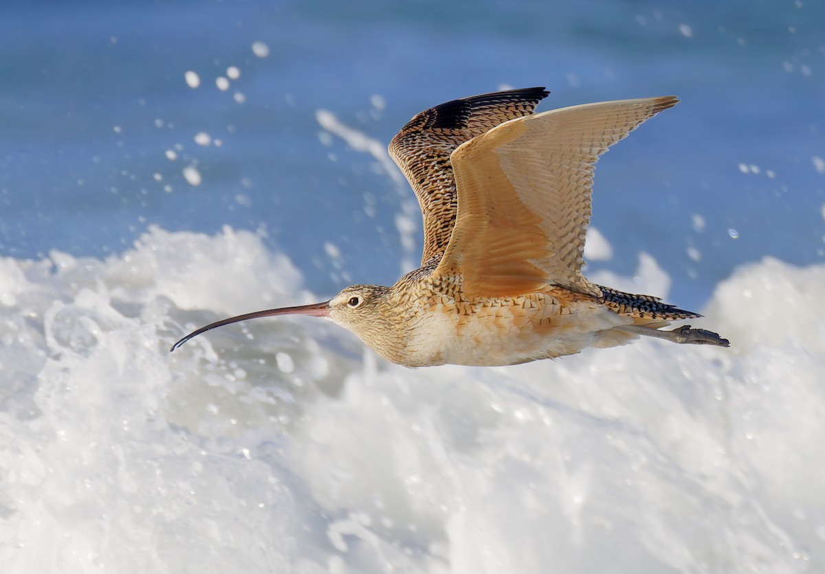 Long-billed Curlew - ML649026189