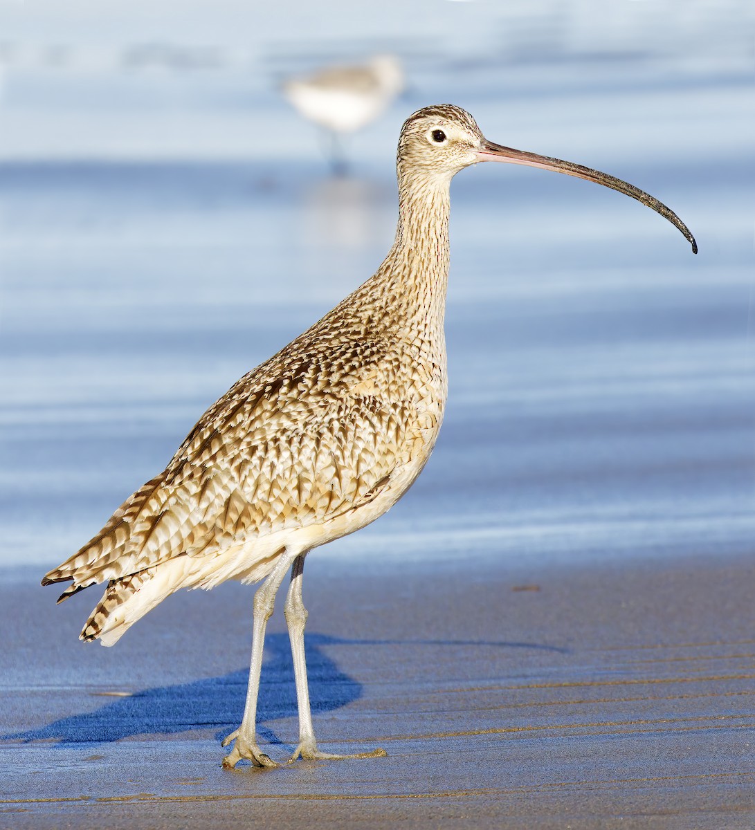 Long-billed Curlew - ML649026199