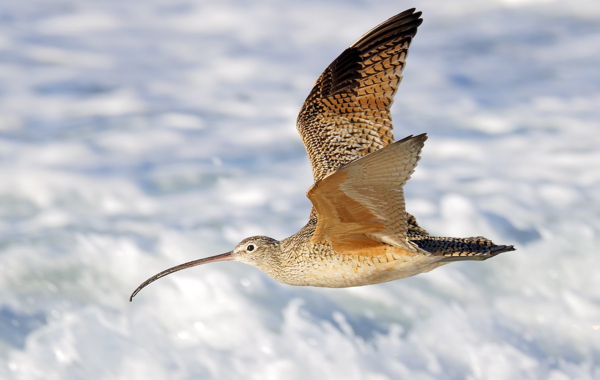 Long-billed Curlew - ML649026217