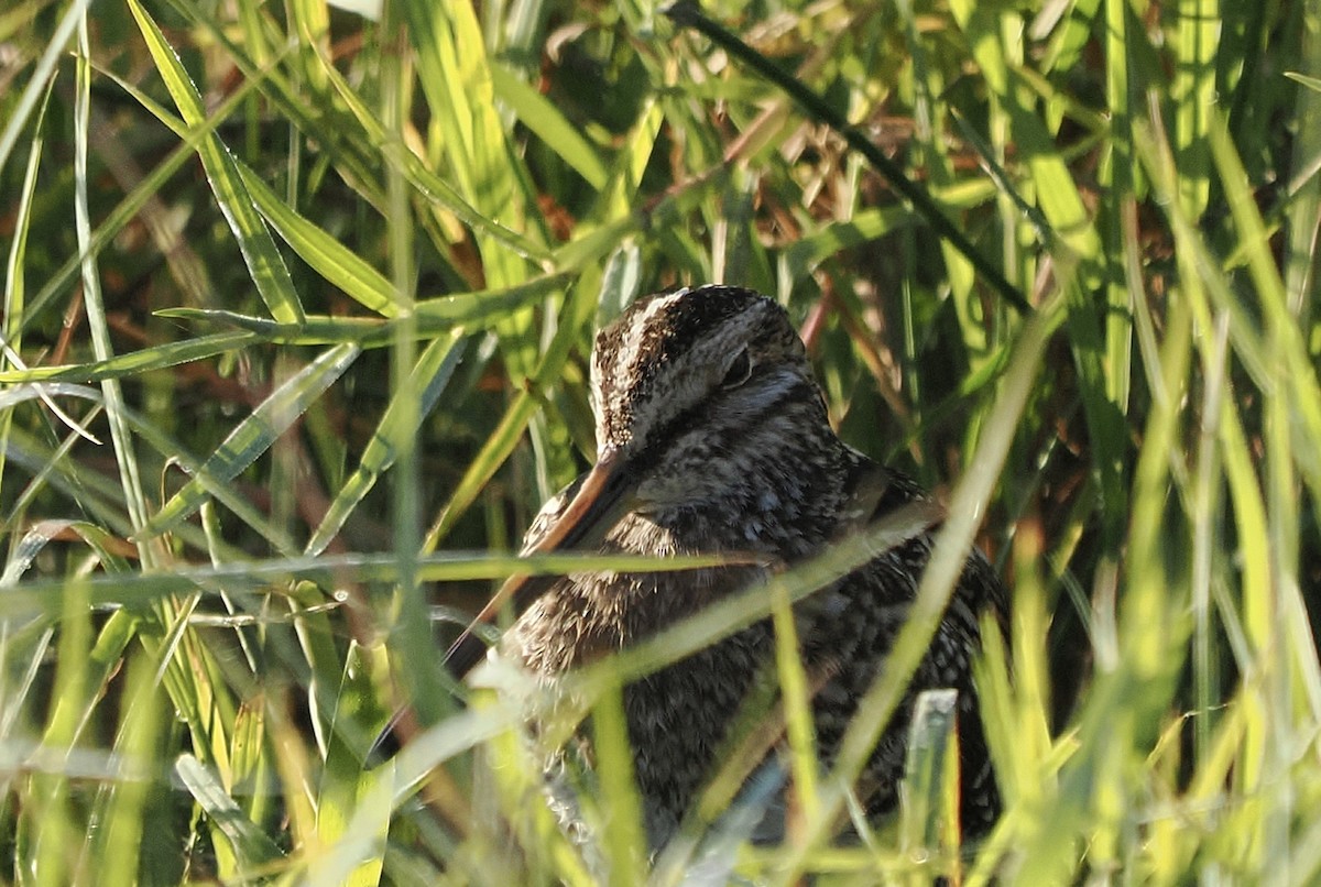 Wilson's Snipe - ML649026247