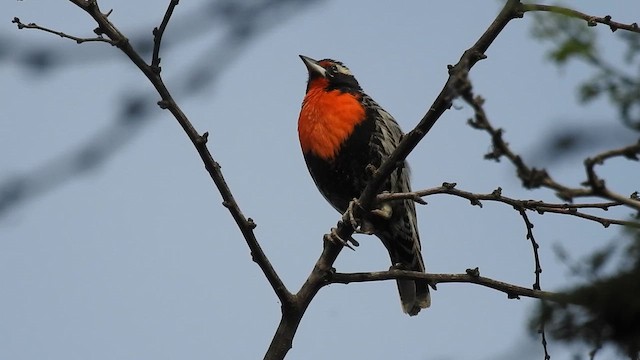 perulerketrupial - ML649026379