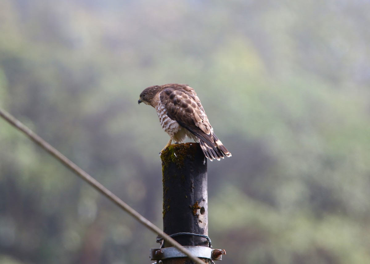 Busardo Aliancho - ML649026435