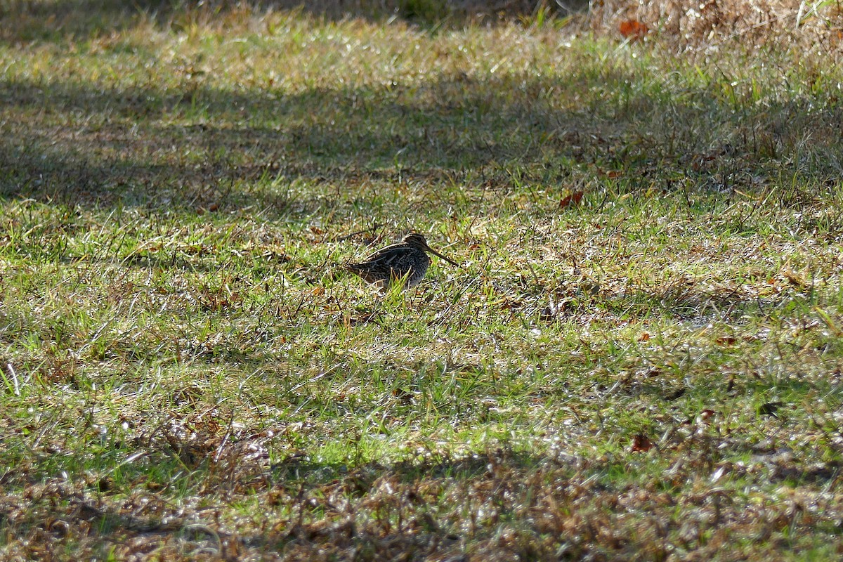 Wilson's Snipe - ML649026575