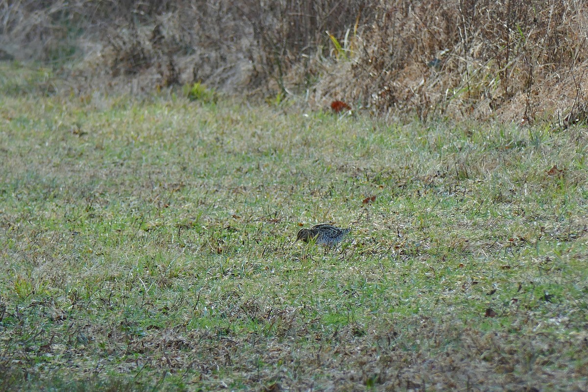 Wilson's Snipe - ML649026633