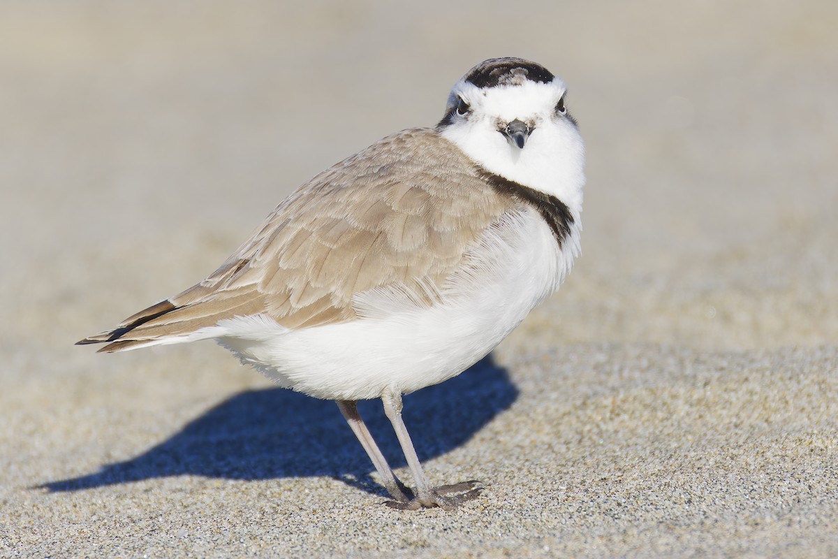 Snowy Plover (Northern) - Mark Chappell
