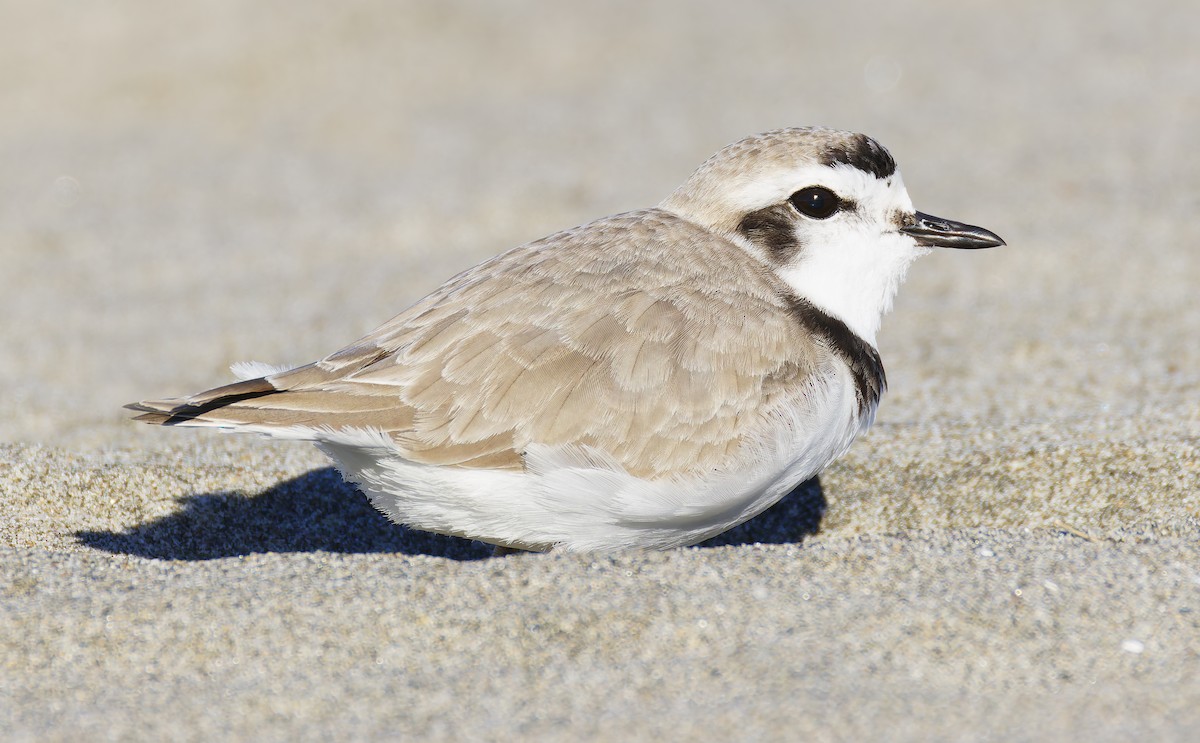 Snowy Plover (Northern) - ML649026698