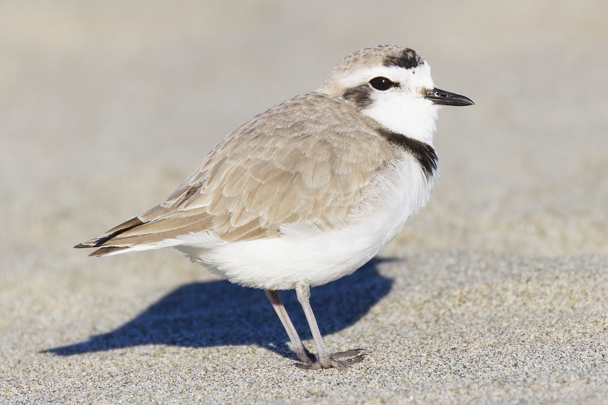 Snowy Plover (Northern) - ML649026699