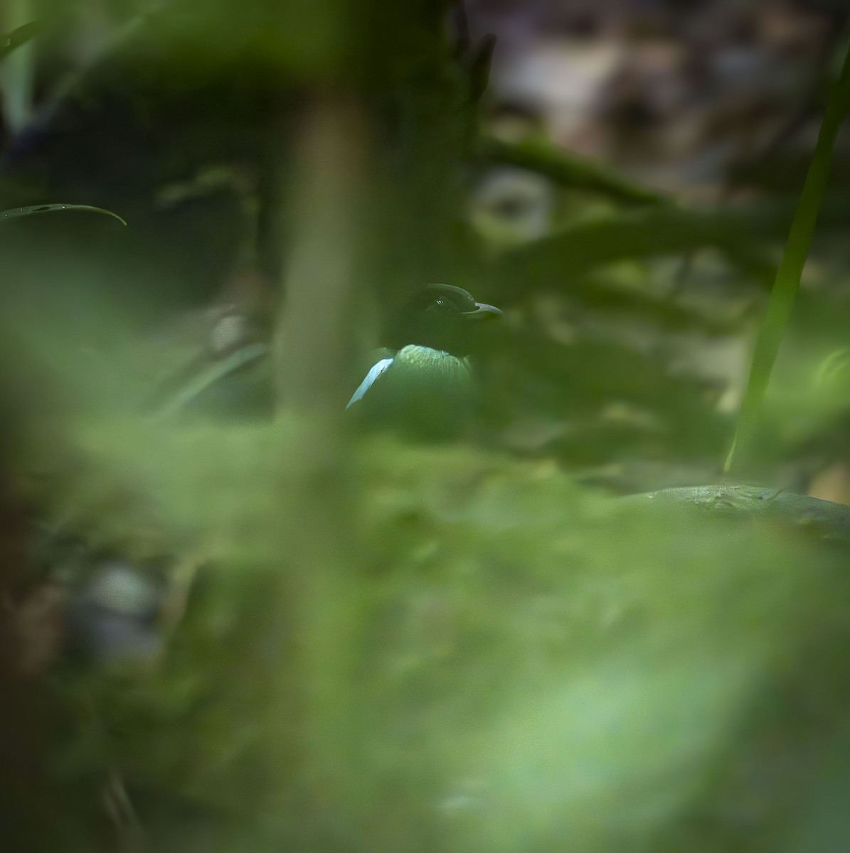 Brève de Nouvelle-Guinée (novaeguineae/goodfellowi) - ML649026717