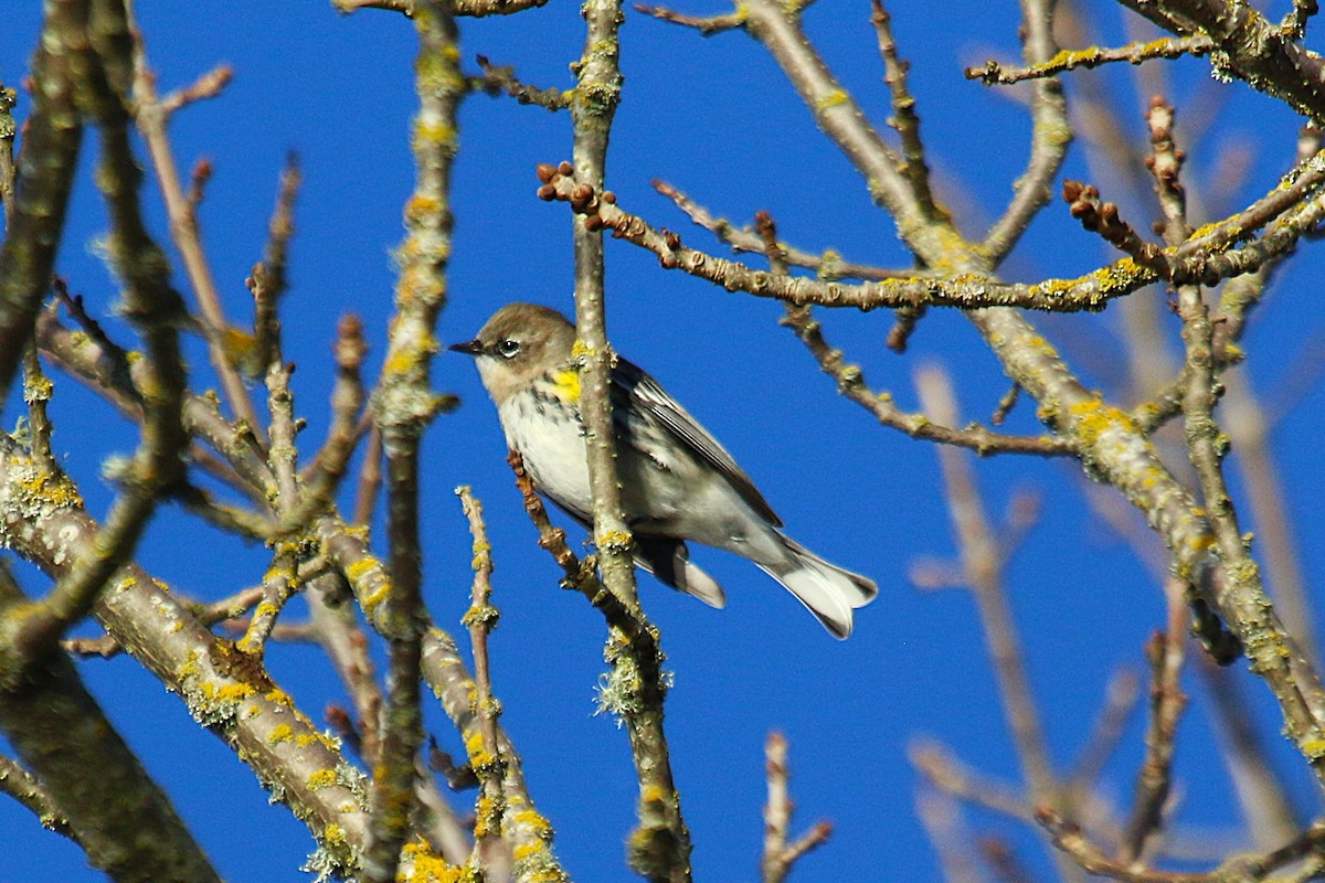 Yellow-rumped Warbler (Myrtle) - ML649026752