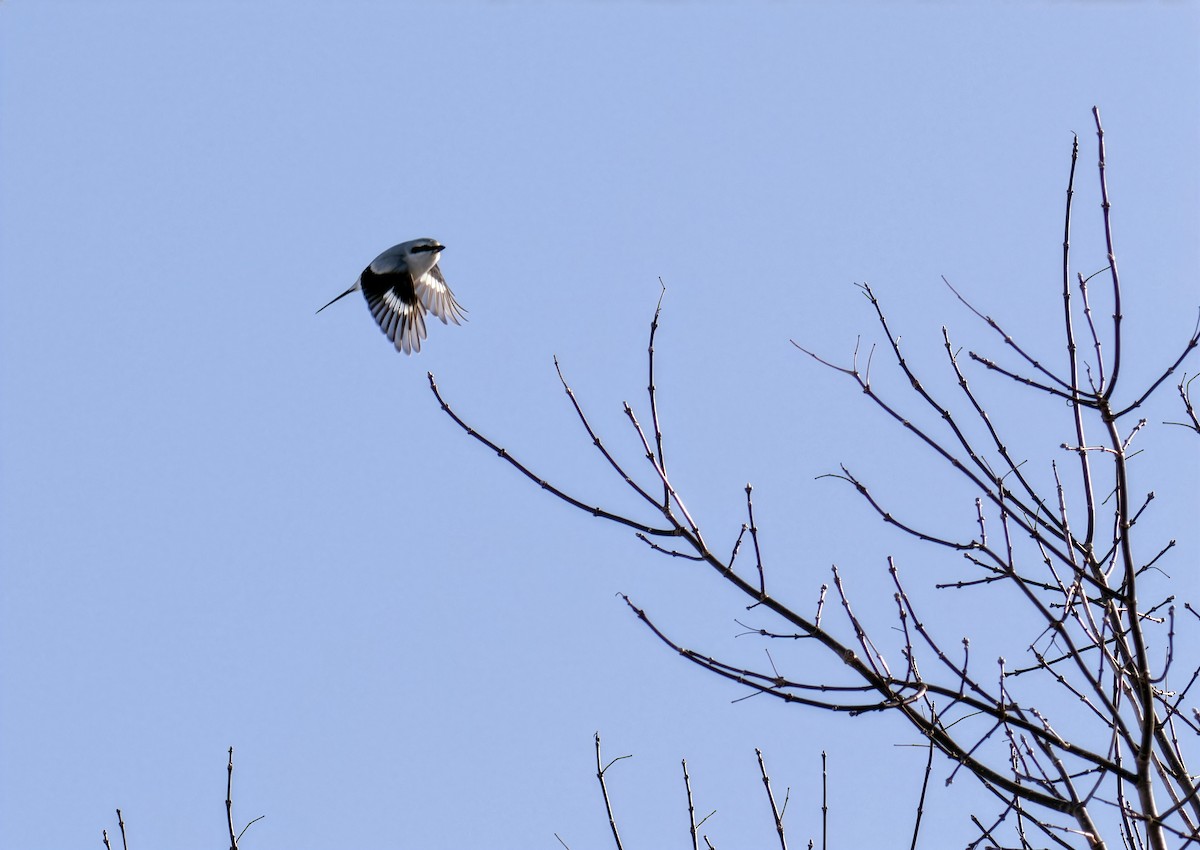 חנקן צפוני - ML649026798