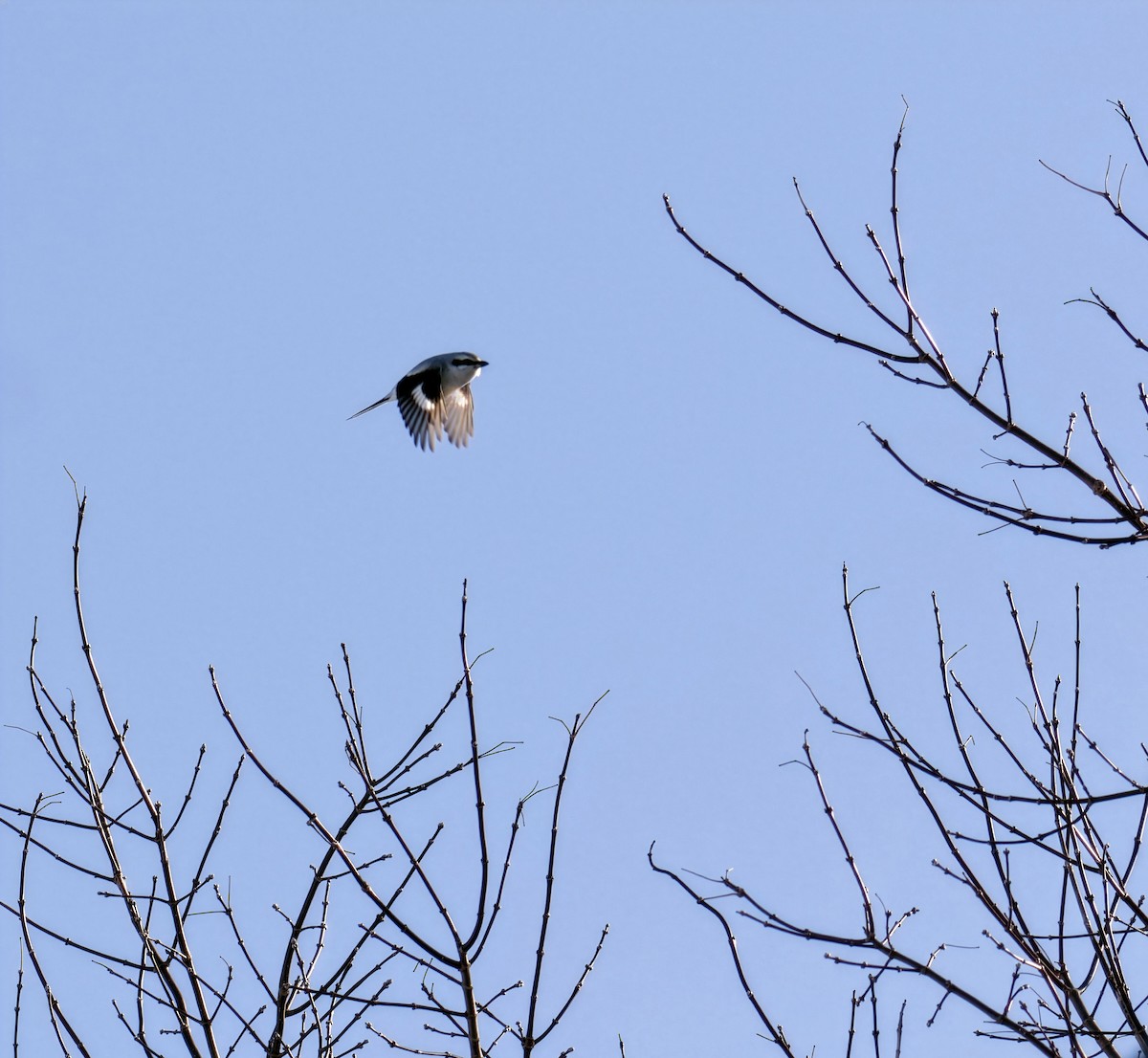 חנקן צפוני - ML649026799