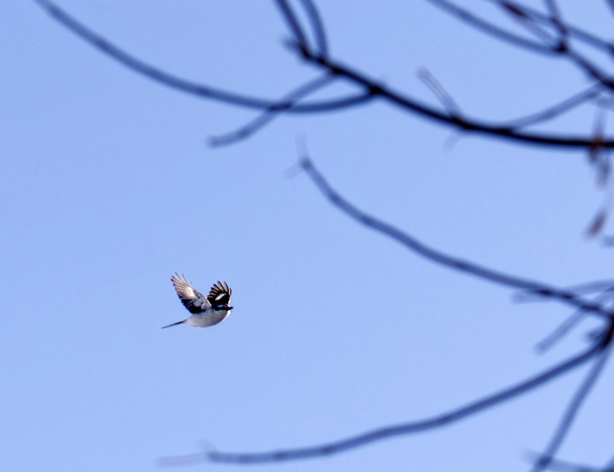 חנקן צפוני - ML649026800