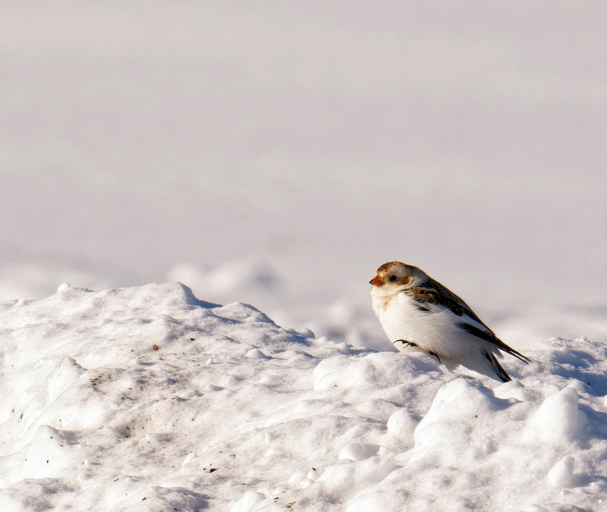 גיבתון שלג - ML649026830