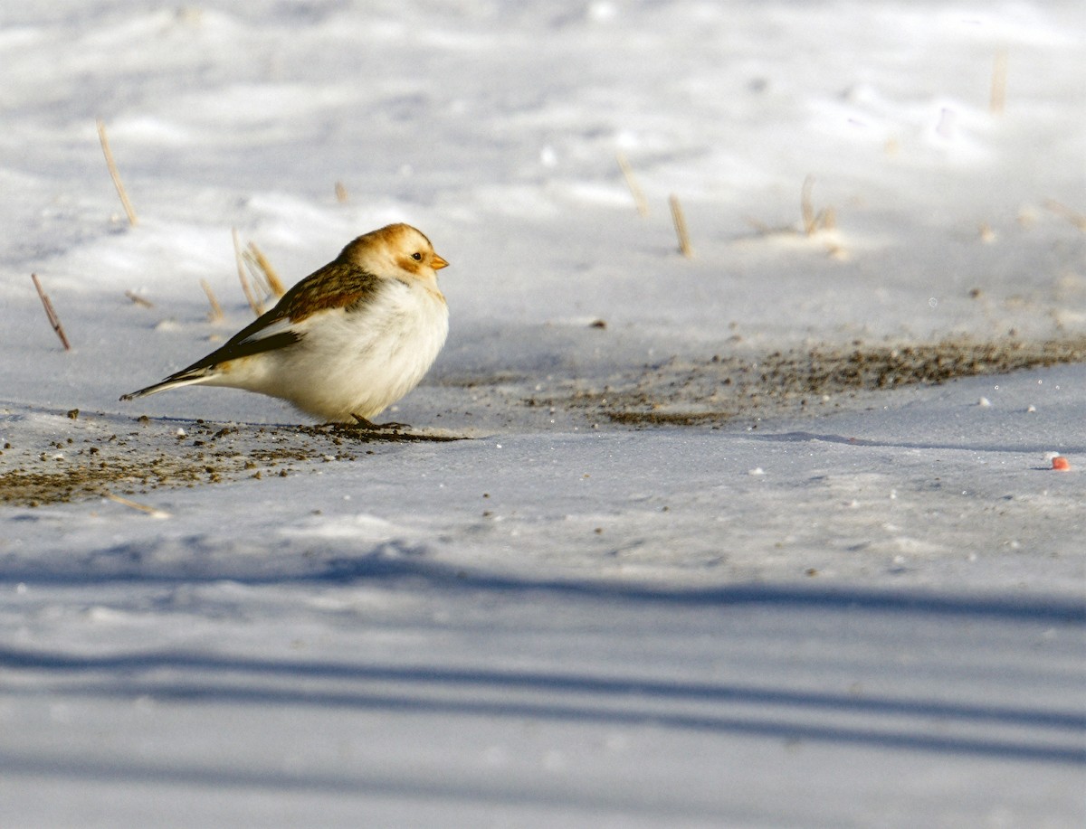 גיבתון שלג - ML649026831