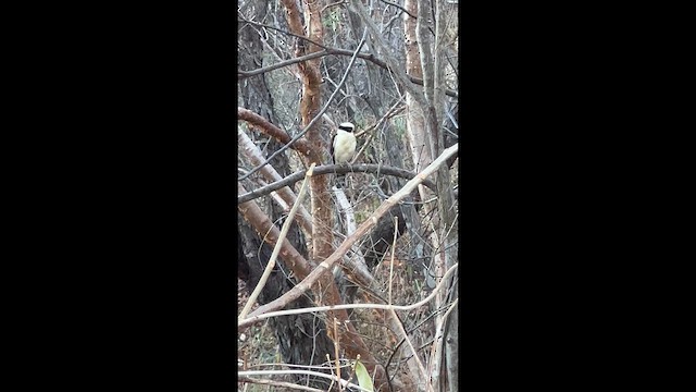 puštík brýlatý - ML649026925