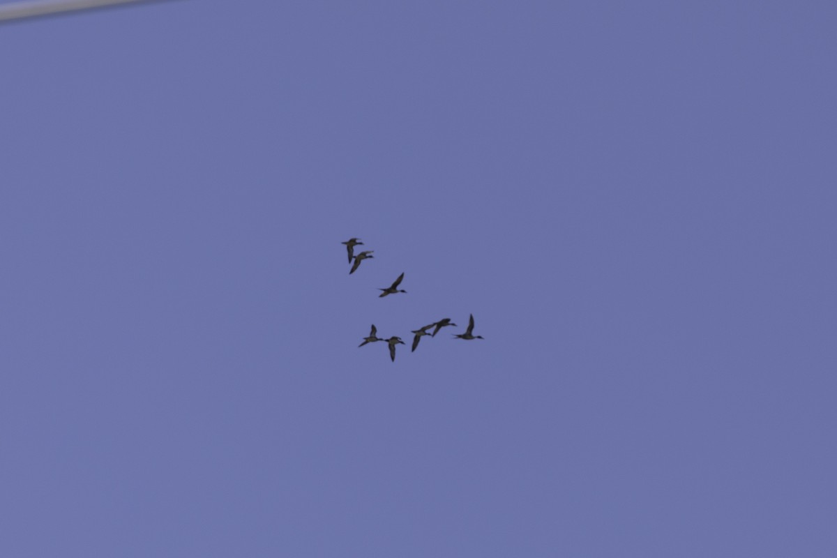 Spießente - ML649027175