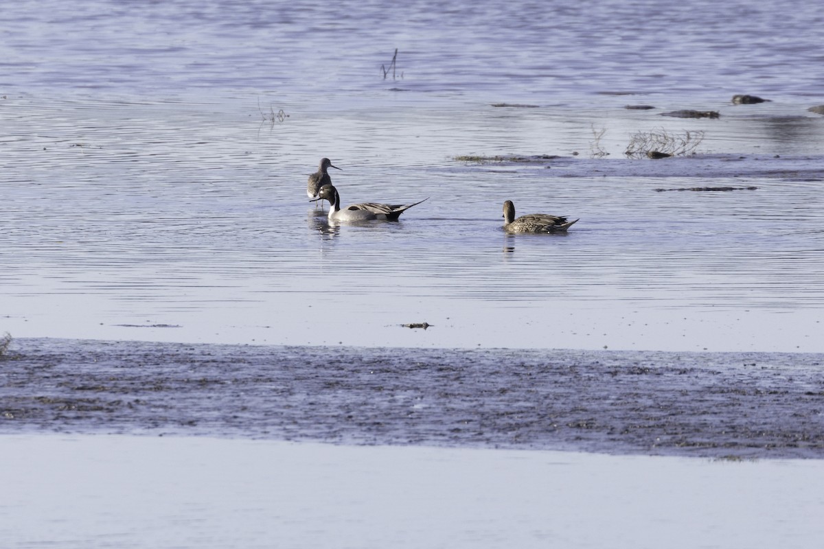 Spießente - ML649027176