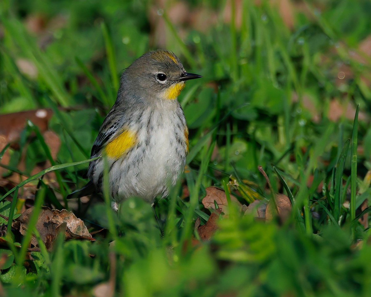 Yellow-rumped Warbler (Audubon's) - ML649027177