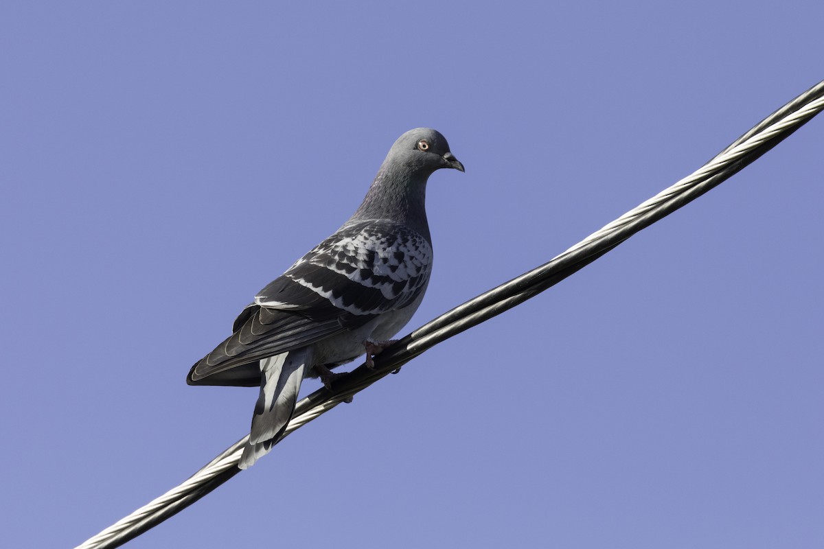 Felsentaube (Straßentaube) - ML649027190