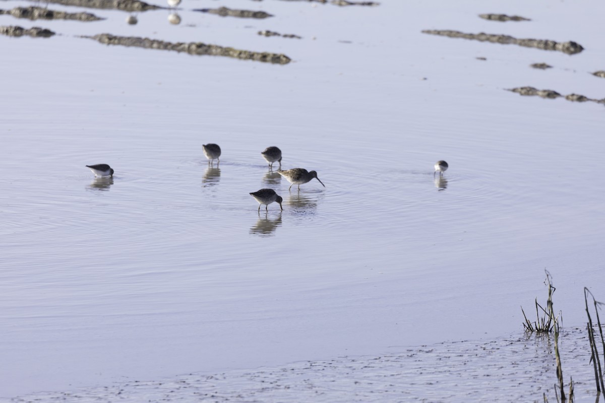 Tundraschlammläufer - ML649027194