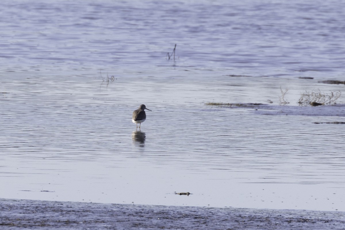 Tüpfelgelbschenkel - ML649027208