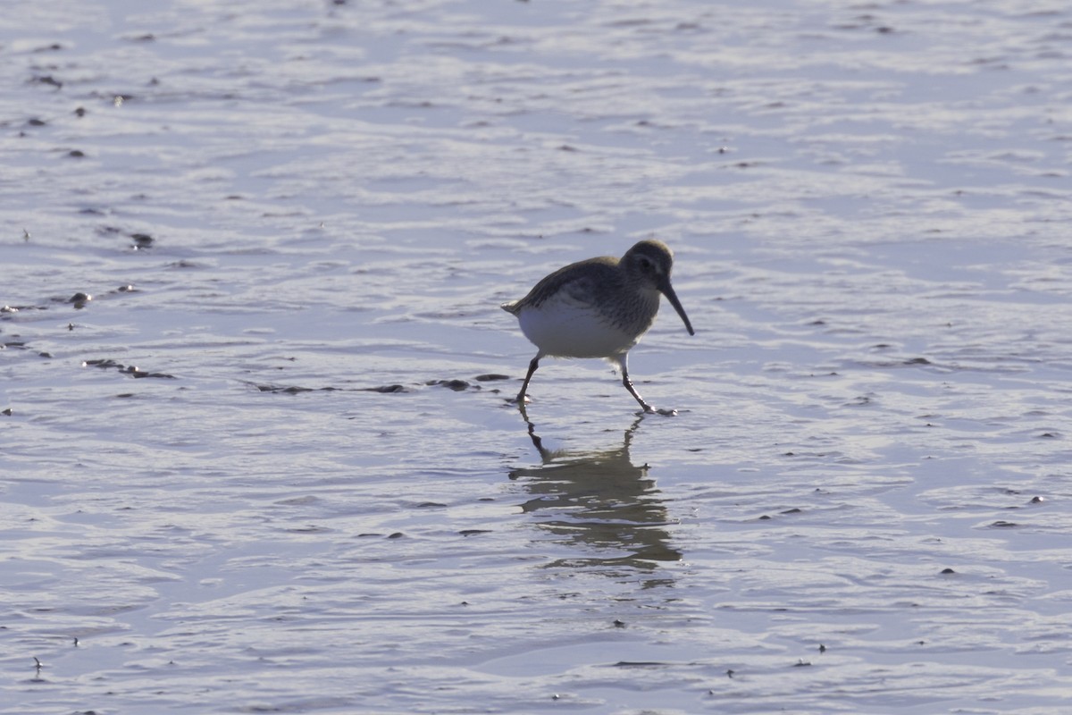 Dunlin - Anthony Gliozzo