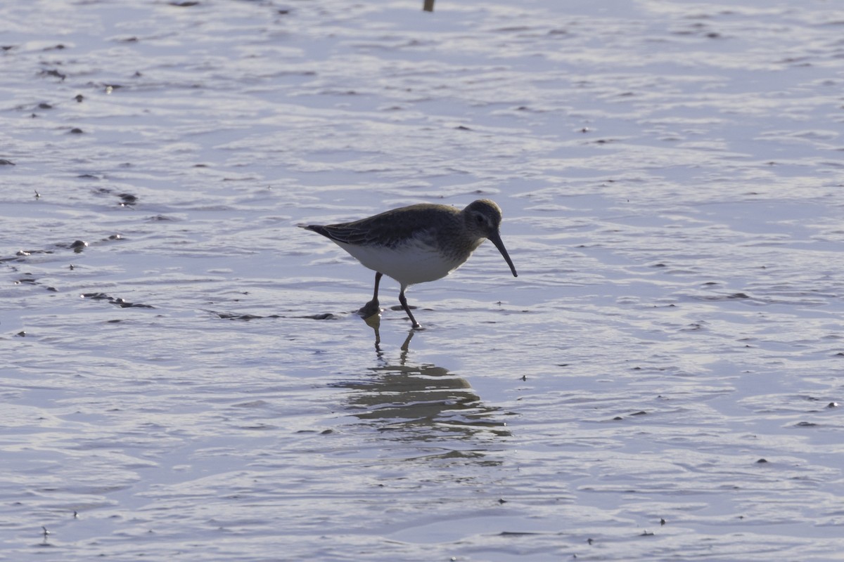 Alpenstrandläufer - ML649027237