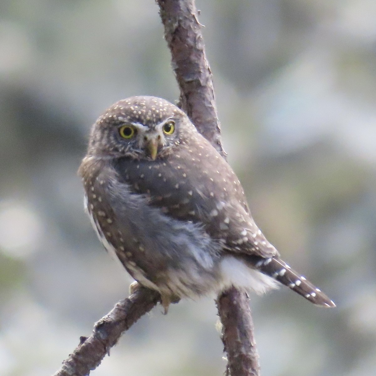 Northern Pygmy-Owl (Mountain) - ML649027239