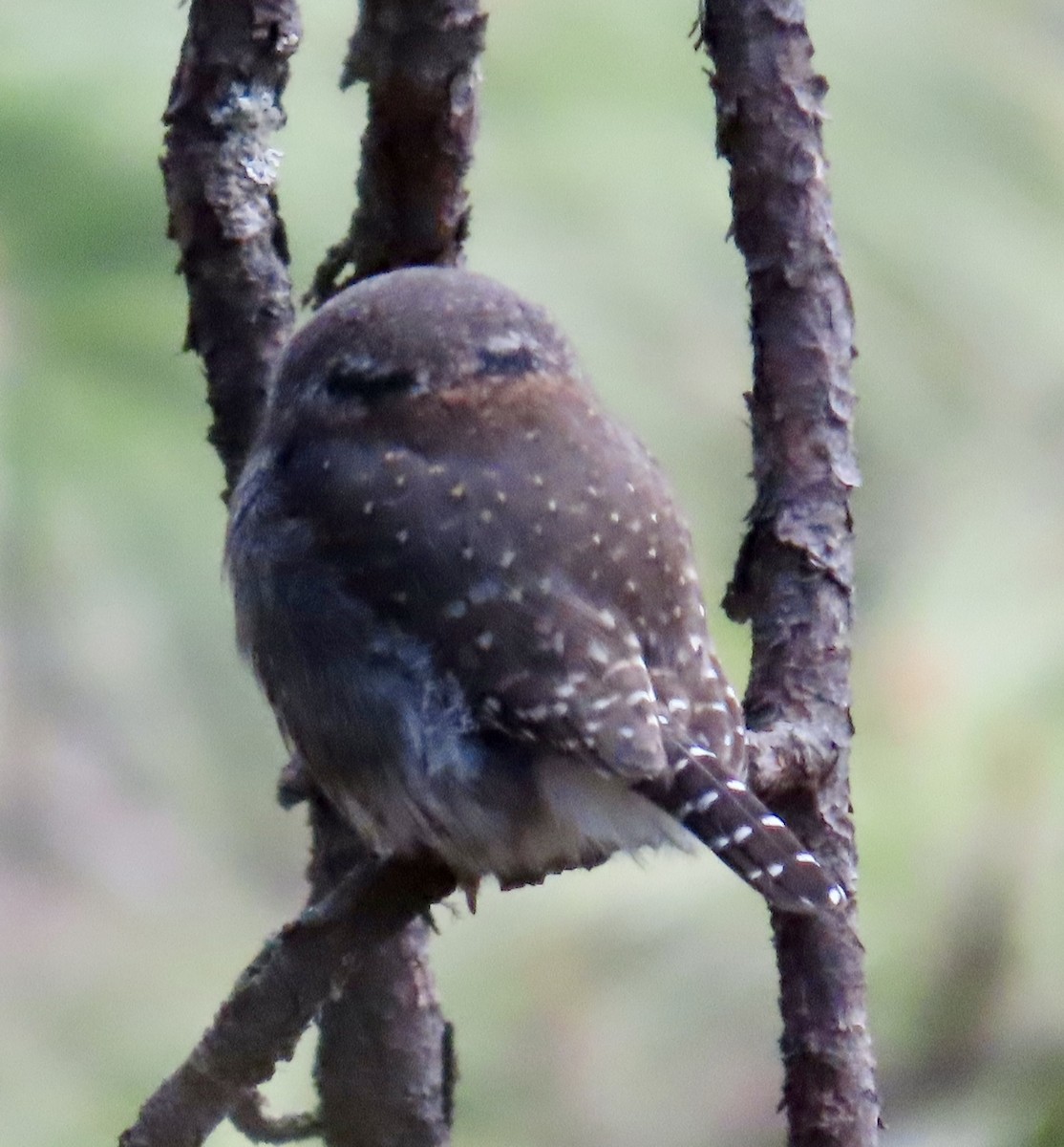 Northern Pygmy-Owl (Mountain) - ML649027240