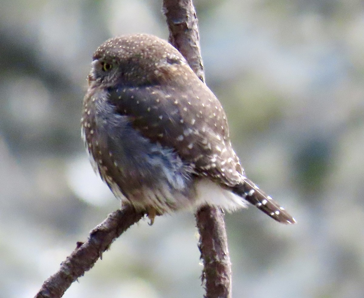 Northern Pygmy-Owl (Mountain) - ML649027241