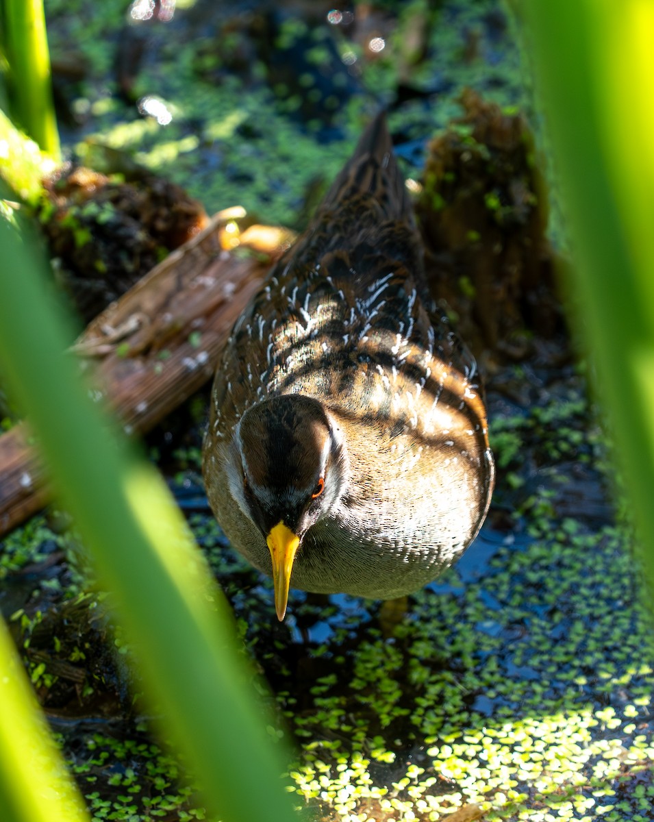 eBird Checklist - 16 Jan 2026 - Green Cay Wetlands & Nature Center - 25 ...