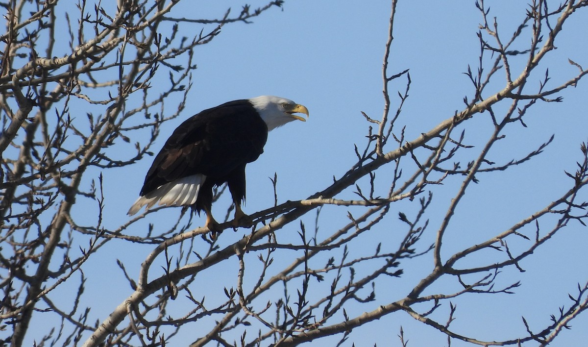 Bald Eagle - ML649027280