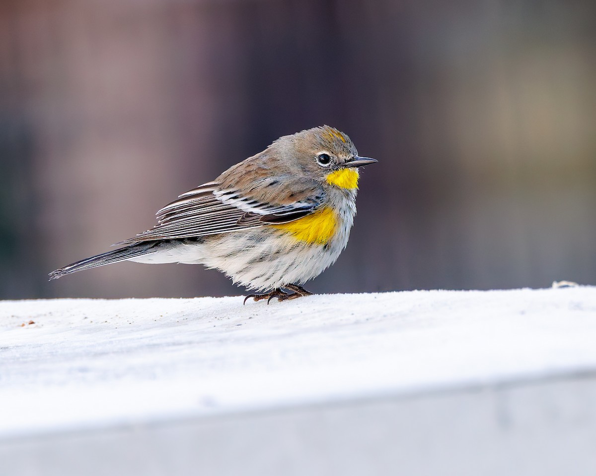 Yellow-rumped Warbler (Audubon's) - ML649027347