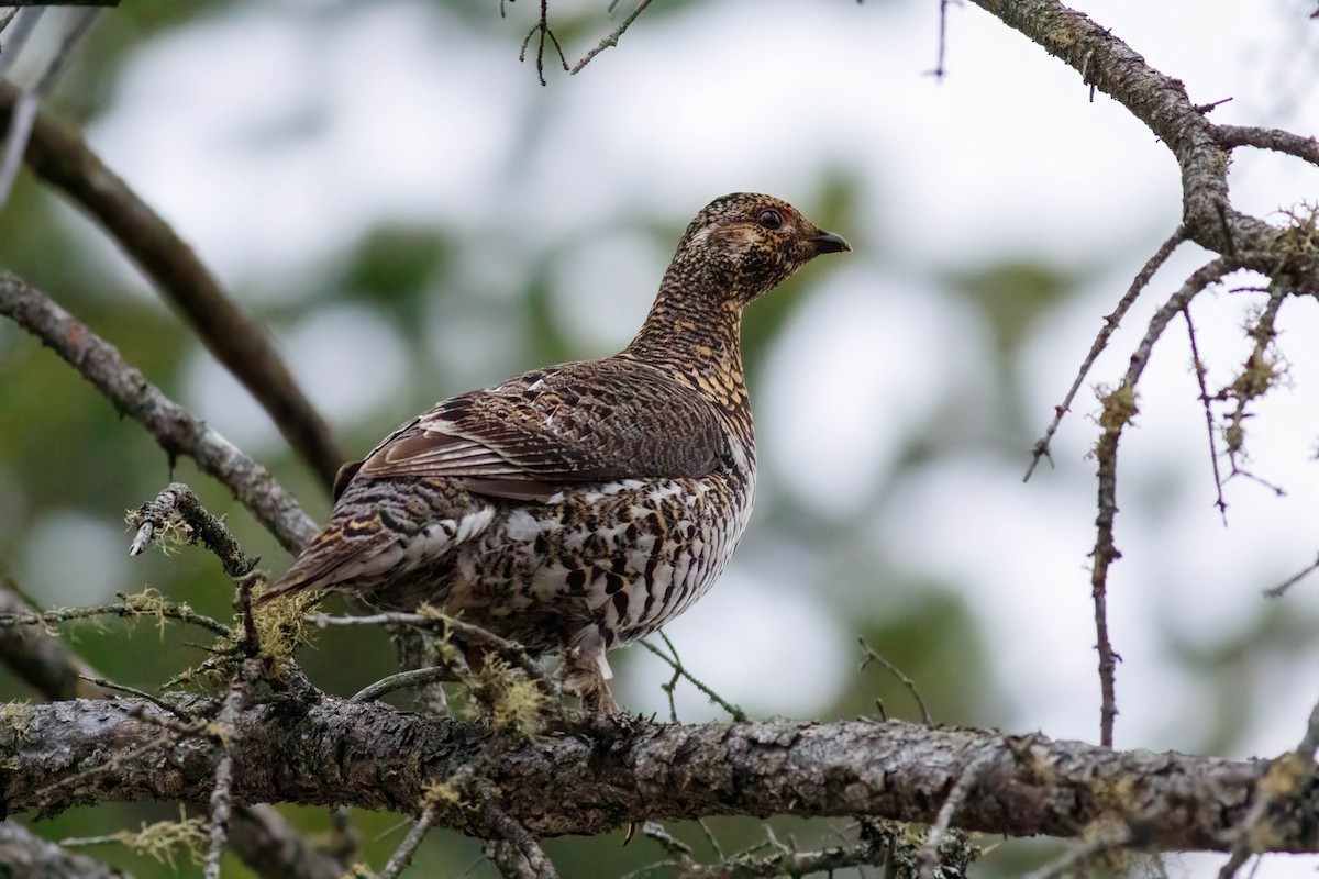 Spruce Grouse - ML649027402