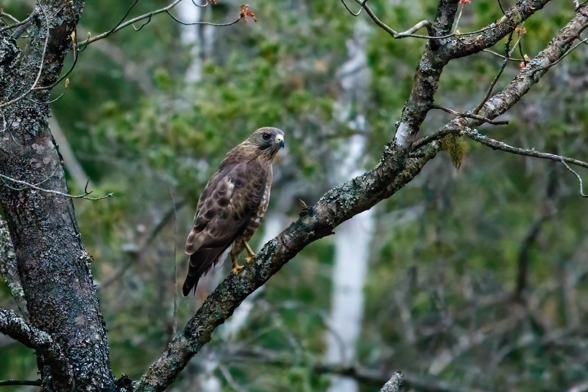 Broad-winged Hawk - ML649027408