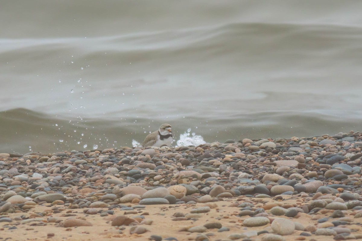 Piping Plover - ML649027445